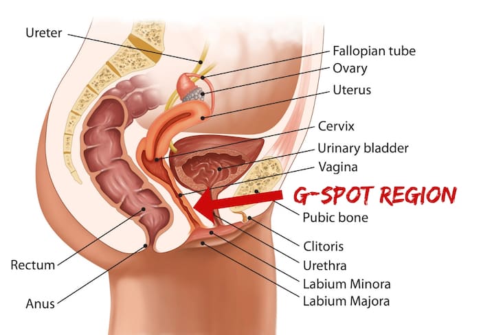 Where is the G-Spot? 