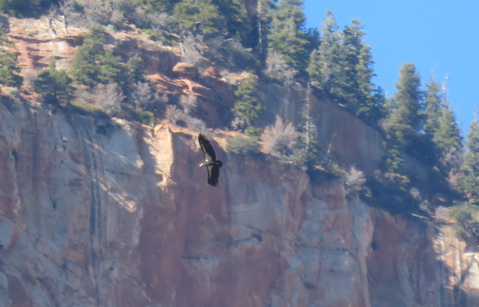 California Condor in Utah