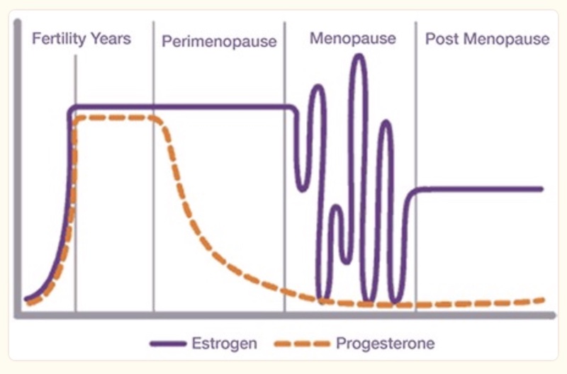 Estrogen Levels at Menopause